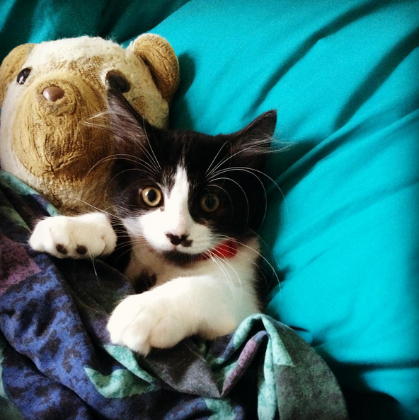 Cute kitten and teddy bear